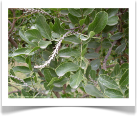 Sophora secundiflora, Texas mountain laurel, foliage