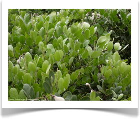 Sophora secundiflora, Texas mountain laurel, foliage