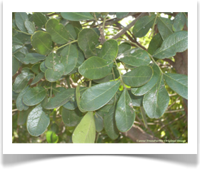 Sophora secundiflora, Texas mountain laurel, semi glossy leaves