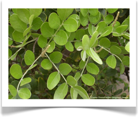 Sophora secundiflora, Texas mountain laurel, leaves