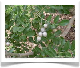 Sophora secundiflora, Texas mountain laurel, pods