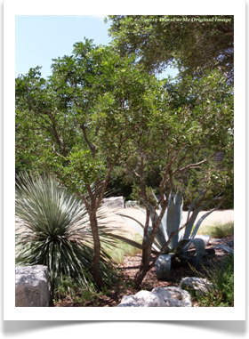Sophora secundiflora, Texas mountain laurel, tree