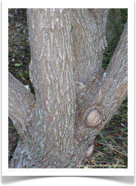 Sophora secundiflora, Texas mountain laurel, trunk