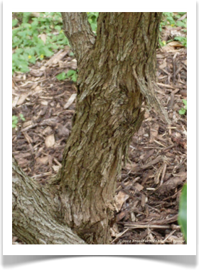 Sophora secundiflora, Texas mountain laurel, bark example