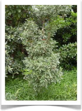 Sophora secundiflora, Texas mountain laurel, young tree