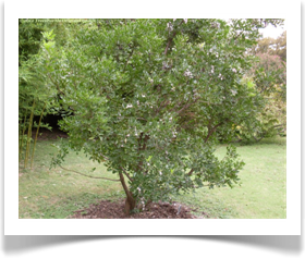 Sophora secundiflora, Texas mountain laurel, young tree