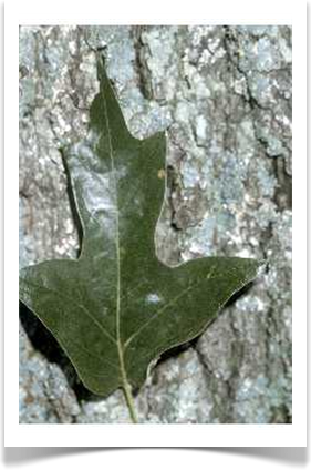 southern red oak quercus falcata bark and leaf
