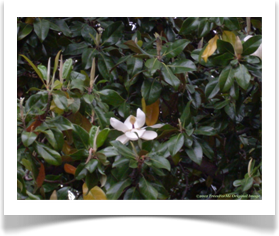 Magnolia grandiflora, Southern Magnolia, blooming flower