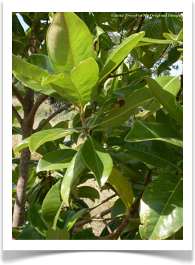 Southern Magnolia, Magnolia grandiflora, leaves