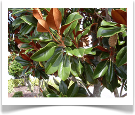 Magnolia grandiflora, Southern Magnolia, foliage