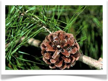 Spruce pine cone and needles