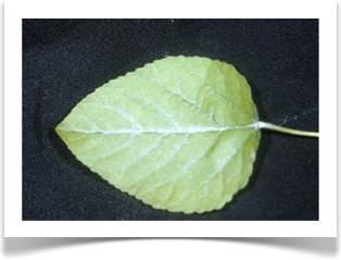 Populus heterophylla, Swamp Cottonwood, leaf