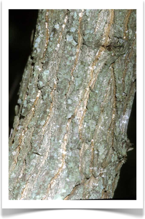 Populus heterophylla, Swamp Cottonwood, bark
