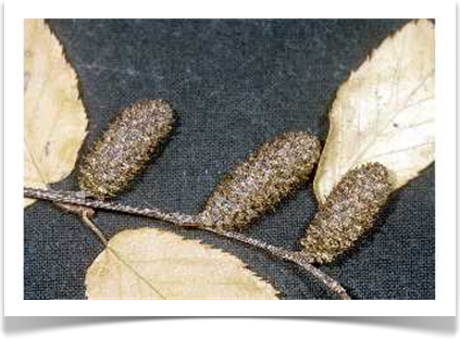 sweet birch betula lenta cones