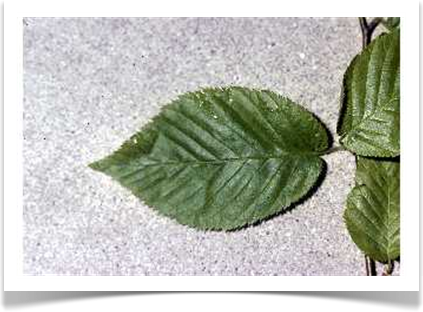 sweet birch betula lenta leaf