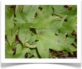 Liquidambar styraciflua, Sweetgum, leaves