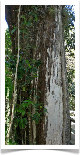 Swietenia mahagoni, West Indian Mahogany, trunk