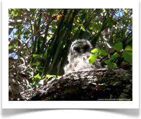 Swietenia mahagoni, West Indian Mahogany, with baby barred owl