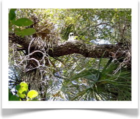 Swietenia mahagoni, West Indian Mahogany, thick branches