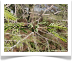Taxodium mucronatum, Montezuma baldcypress