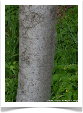 Texas redbud, Cercis canadensis var texensis, young smooth bark
