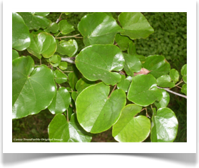 Texas redbud, Cercis canadensis var texensis, glossy leaves