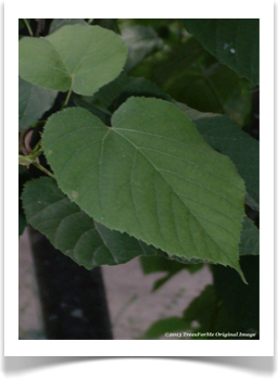 Tilia americana var. carolinana, Carolina basswood, leaves