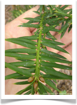 Torreya taxifolia, Florida Torreya, needles