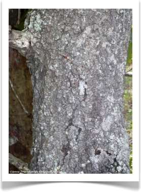 Quercus laevis, Turkey Oak, mature bark