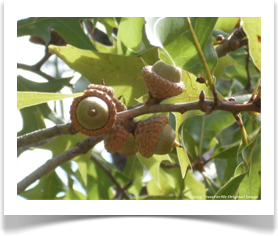 Quercus laevis, Turkey Oak, acorn cluster