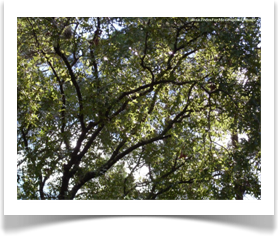Quercus laevis, Turkey Oak, young canopy