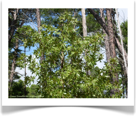 Quercus laevis, Turkey Oak, crown