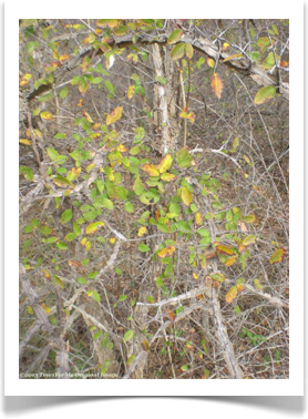 Ulmus alata, Winged Elm, leaves