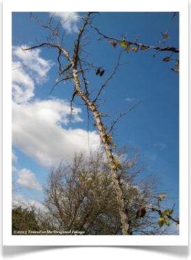 Ulmus alata, Winged Elm, branch in winter