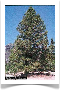 Washoe Pine