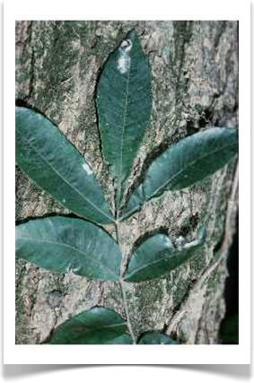 water hickory carya aquatica bark and leaves
