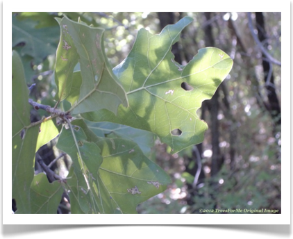 Quercus nigra, Water Oak leaves