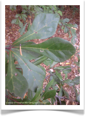 Quercus nigra, Water Oak