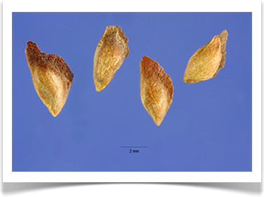 western larch larix occidentalis seeds