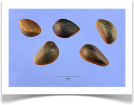 pinus albicaulis seeds