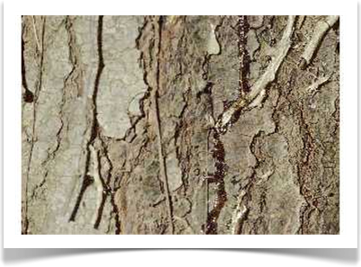 White pine, Pinus strobus mature bark