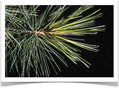 White pine, Pinus strobus needles close up