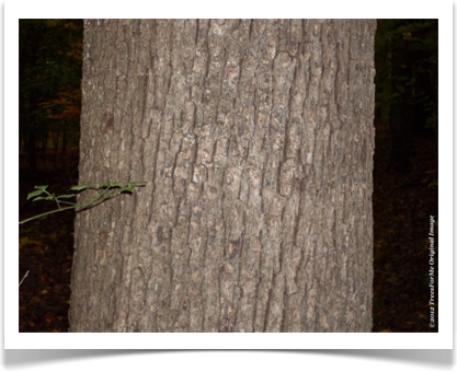 Quercus alba, White Oak, mature bark