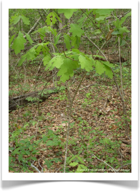 Quercus alba, White Oak, seedling