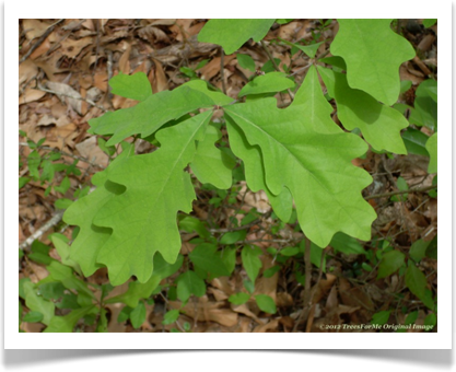 Quercus alba, White Oak, spring leavs