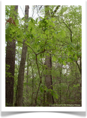 Quercus alba, White Oak, young tree