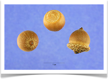 Quercus phellos, Willow Oak, acorns