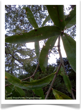 Quercus phellos, Willow Oak, leaves