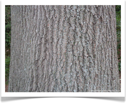 Quercus phellos, Willow Oak, mature bark