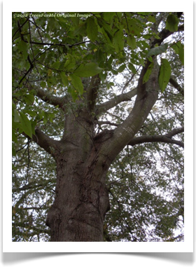 Quercus phellos, Willow Oak, branching trunk